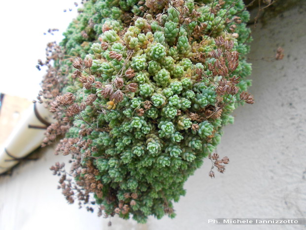 San Michele di Ganzaria (CT) : Sedum dasyphyllum